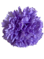 clavel1plila