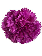 clavel1pbuganvilla
