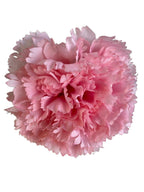 clavel1prosabebe