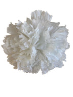 clavel1pblanco