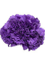 5clavelmorado